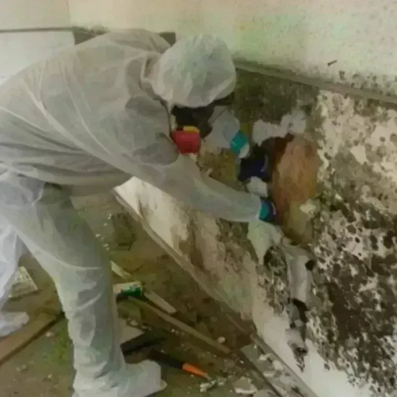 Mold Remediation and Removal in Arcanum, OH